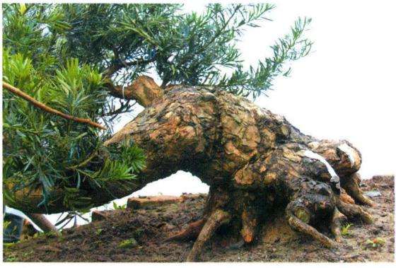 罗汉松盆景根盘及干身怎么培育的方法