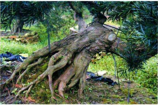 罗汉松盆景根盘及干身怎么培育的方法