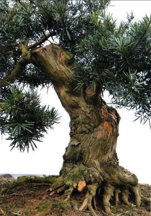 罗汉松盆景根盘及干身怎么培育的方法