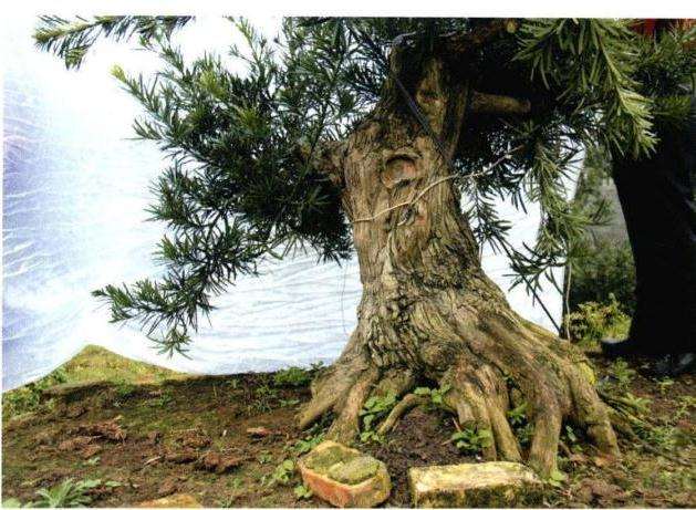 罗汉松盆景根盘及干身怎么培育的方法