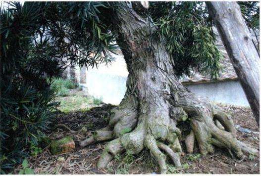 罗汉松盆景根盘及干身怎么培育的方法