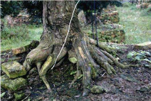 罗汉松盆景根盘及干身怎么培育的方法