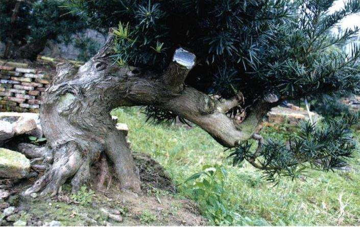 罗汉松盆景根盘及干身怎么培育的方法