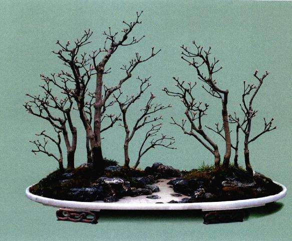 谈树石盆景的风格