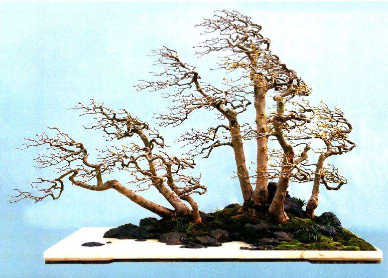 谈树石盆景的风格