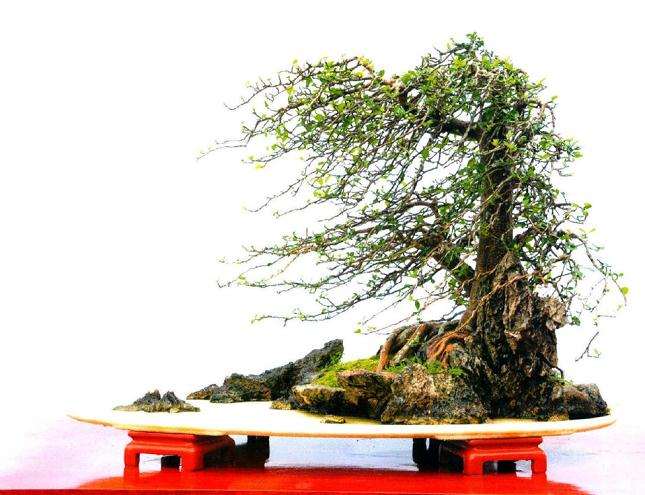 谈树石盆景的风格