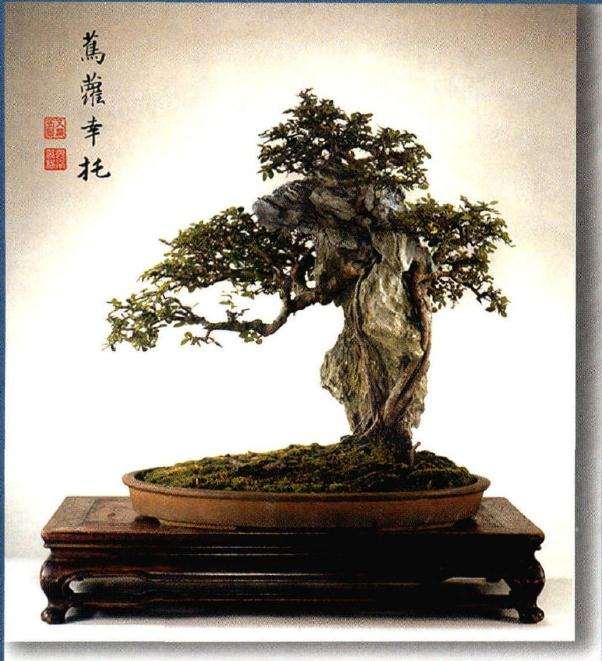 谈树石盆景的风格