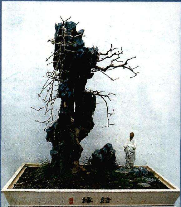 谈树石盆景的风格