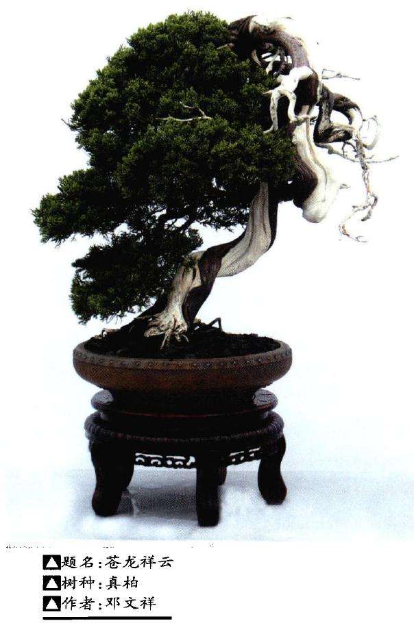 川派盆景的历史渊源有哪些