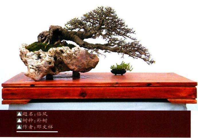 川派盆景的历史渊源有哪些