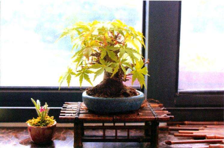 2015年上海植物园举办山野草盆景展