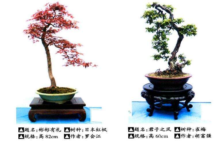 2016年 武汉举办盆景艺术进校园展览