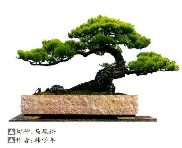 马尾松盆景怎么播种繁殖的4个方法