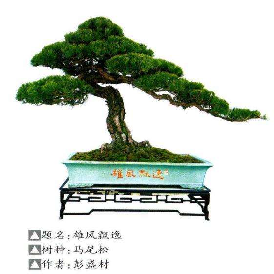 马尾松盆景素材怎么养护的3个方法