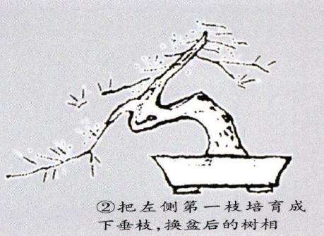 马尾松盆景怎么修整施肥的3个方法