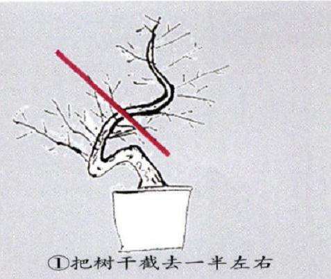 马尾松盆景怎么修整施肥的3个方法