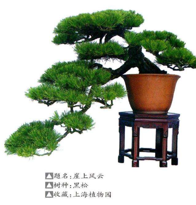 黑松盆景怎么造型的3个方法