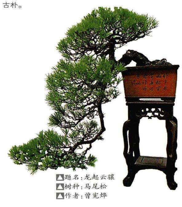 黑松盆景怎么造型的3个方法