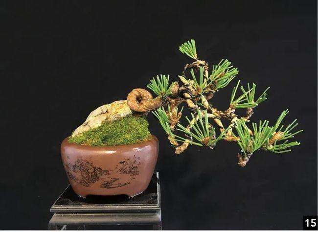 黑松盆景的盆土的选择与浇水方法