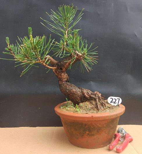 黑松盆景怎么翻盆换土的2个方法