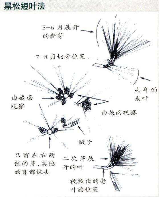 黑松盆景怎么摘芽的3个方法 图片