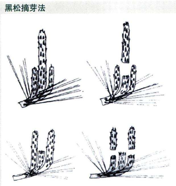 黑松盆景怎么摘芽的3个方法 图片