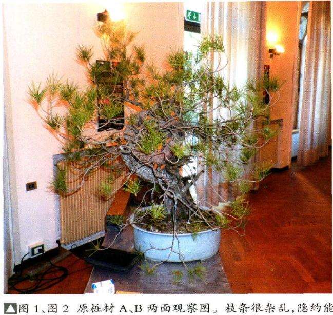 欧洲山松盆景怎么改作的方法