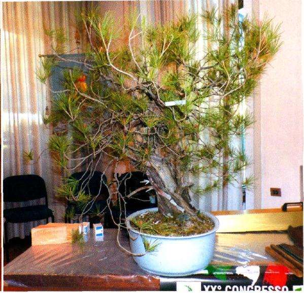 欧洲山松盆景怎么改作的方法