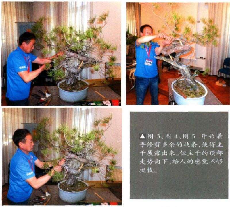 欧洲山松盆景怎么改作的方法