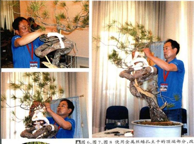 欧洲山松盆景怎么改作的方法