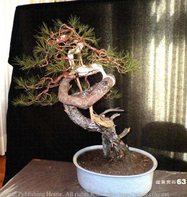 欧洲山松盆景怎么改作的方法