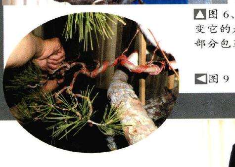 欧洲山松盆景怎么改作的方法