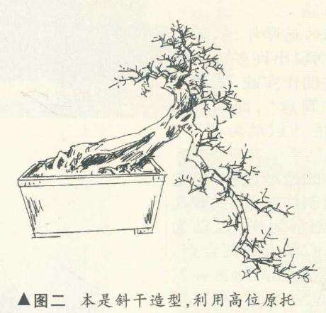 探枝悬崖式盆景怎么造型的方法