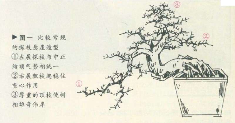 探枝悬崖式盆景怎么造型的方法