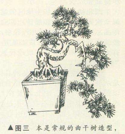 探枝悬崖式盆景怎么造型的方法