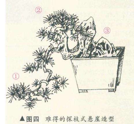 探枝悬崖式盆景怎么造型的方法