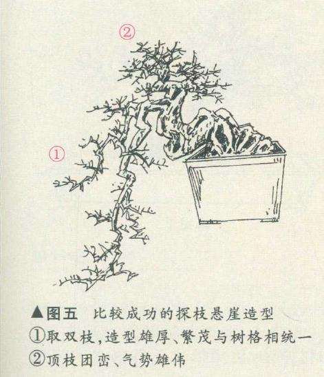 探枝悬崖式盆景怎么造型的方法