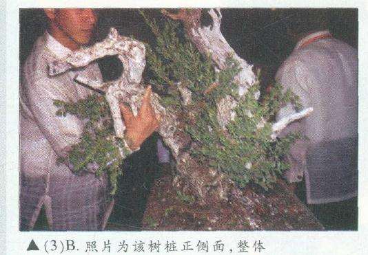 图解 木村正彦在菲律宾盆展上表演