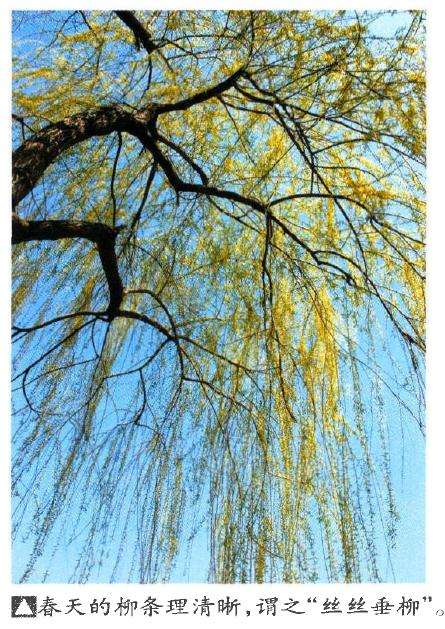 怎么蟠扎制作仿垂柳造型的方法