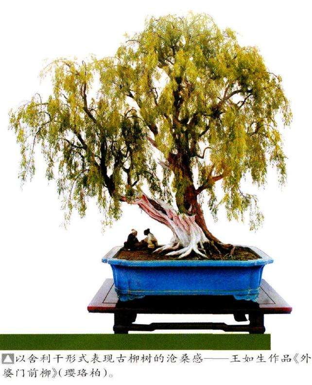 怎么蟠扎制作仿垂柳造型的方法