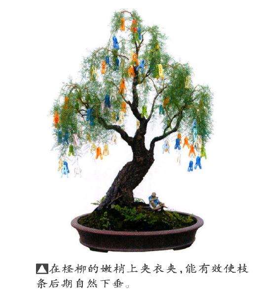 怎么蟠扎制作仿垂柳造型的方法