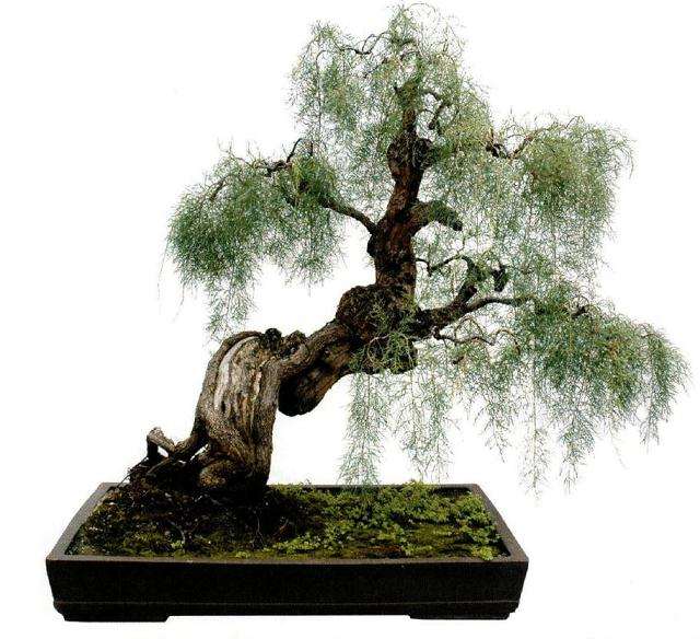 怎么蟠扎制作仿垂柳造型的方法