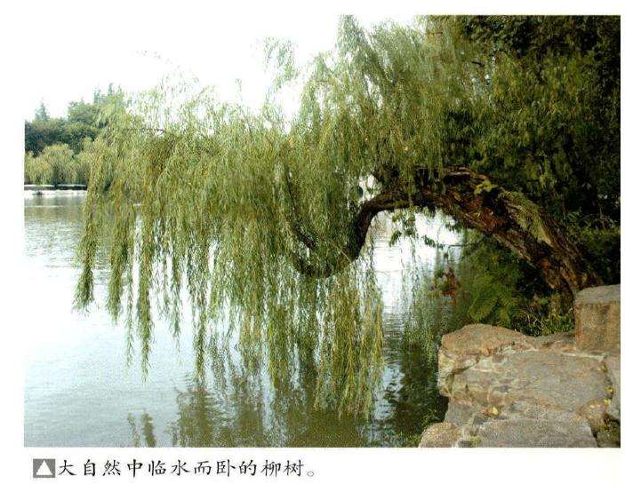 怎么蟠扎制作仿垂柳造型的方法