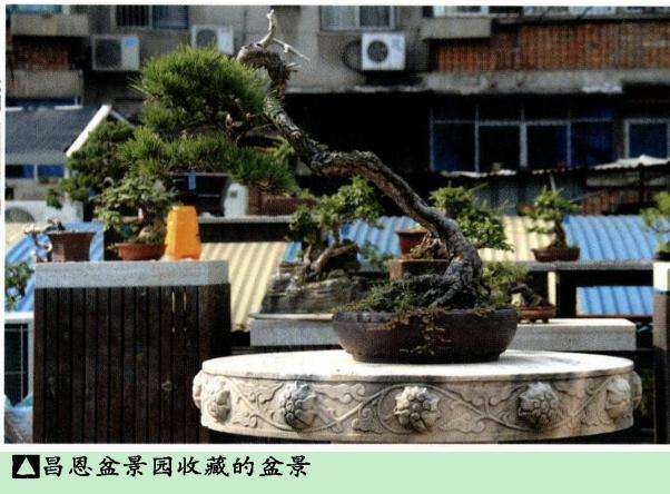 2016年湖北花木盆景协会会长