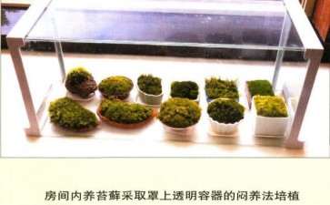 苔藓植物是植物界最简单 最原始的类群