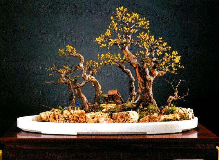 浅谈盆景的立意构图与空间处理