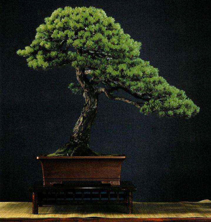 浅谈盆景的立意构图与空间处理