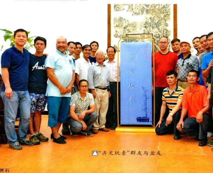 近期珠三角多了玩素仁树的盆景人