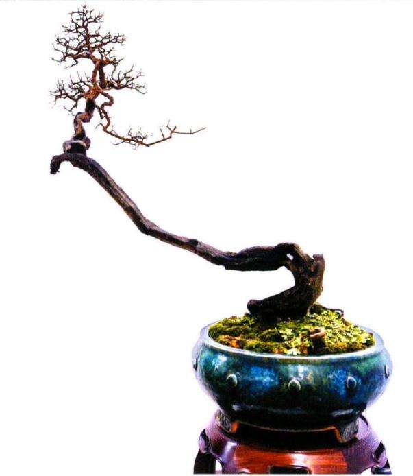 近期珠三角多了玩素仁树的盆景人