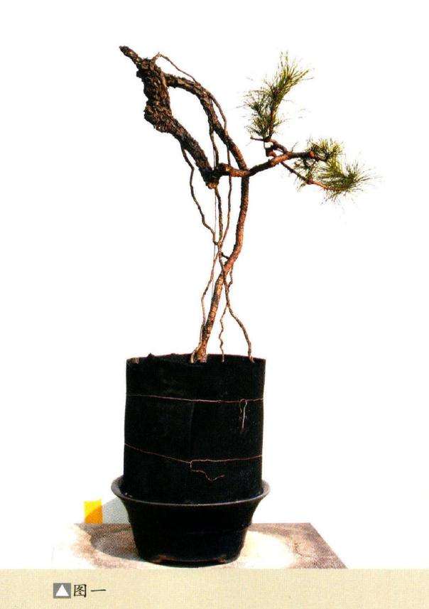 图解 韩学年教你怎么制作山松盆景